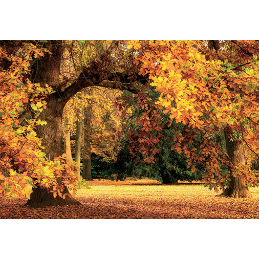 오크나무의 화려한 가을 단풍