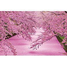 분홍빛으로 물든 히로사키 공원